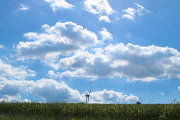 Fototapeta na wymiar field of rape and a wind turbine