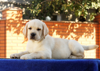 little labrador puppy on a blue background