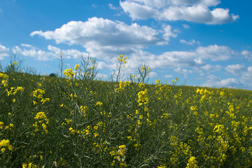 field of rape