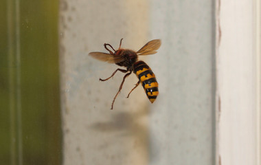 Vespa crabro