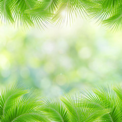 Misty morning in the tropical forest, Abstract palm leaves and natural backgrounds.