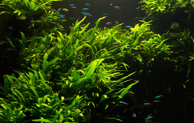 Fototapeta na wymiar close up on green fresh water aquarium
