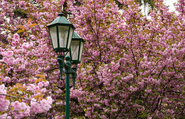 old green lantern among cherry blossom. beautiful spring background