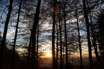 silhouette of trees against bright sunset