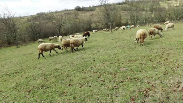 Sheeps in a meadow in the mountains, Farmer pov