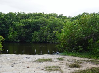 Fluss - Biotop auf Kuba