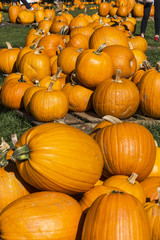 Kürbisse für Halloween in Newport in den USA.