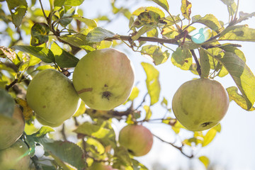 Junge Äpfel am Baum Zweig