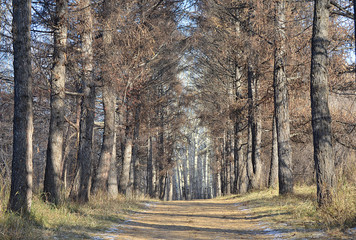 Лиственничная аллея.