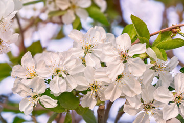 A branch of cherry blossoms. Spring flowers. Sunlight