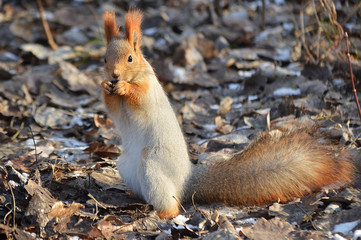 Белка в лесу.