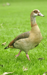 Egyptian goose
