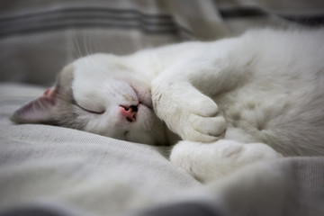 White cat peacefully sleeping on a coach
