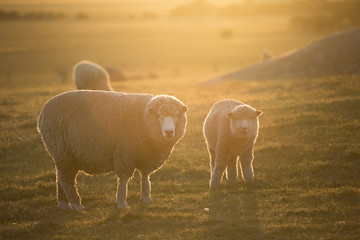 Sheep in Field at Sunset