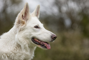 Obraz premium White german shepherd dog
