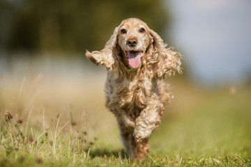 Cocker spaniel dog