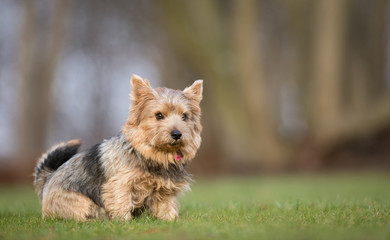 Terrier dog