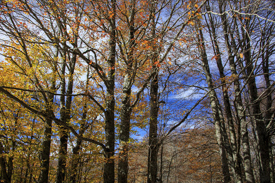 Photograph of a forest with autumn colors. Trees, leaves and a lot of green