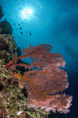 Coral reef in Manado, Indonesia