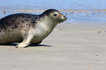 Lebhafte Robbe am Strand