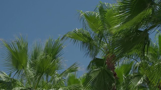 Exotic palms swing in the wind against the blue sky on a hot day