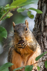 Naklejka na ściany i meble Eastern fox squirrel (Sciurus niger) sitting in a tree eating a nut.