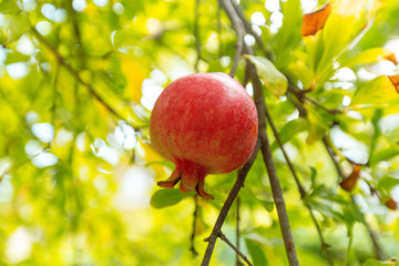 ripe pomegranate on the tree