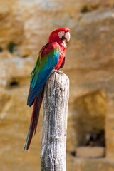 Ara Chloroptère