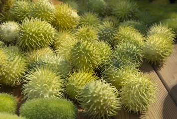 green chestnut fruit
