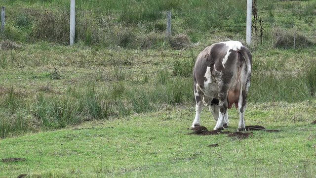 Single cow grazes in field