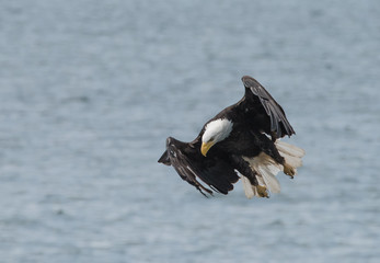 Bald Eagle in Flight