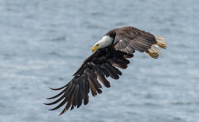 Fototapeta premium Bald Eagle in Flight