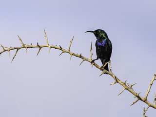 Male Palestinian Sunbird 