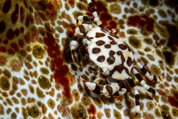 Swimming crab living on a sea cucumber