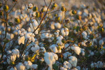 Cotton crop industry field macro early morning close up texture 
