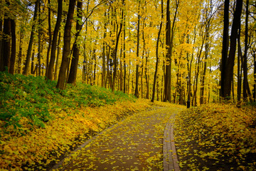 Obraz premium Park landscape at golden fall