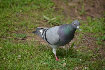 A Pigeon in the grass