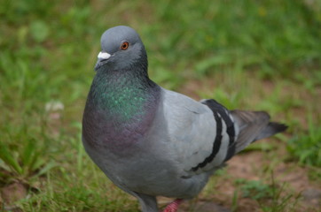 Pigeon in the grass