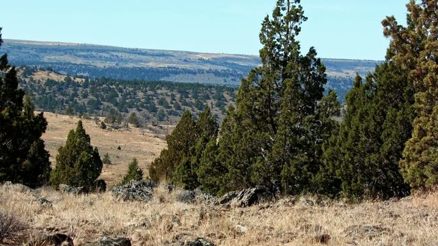 Western Juniper trees Kiger Lookout Diamond Steens Mountain Near malheur Wildlife Refuge 5