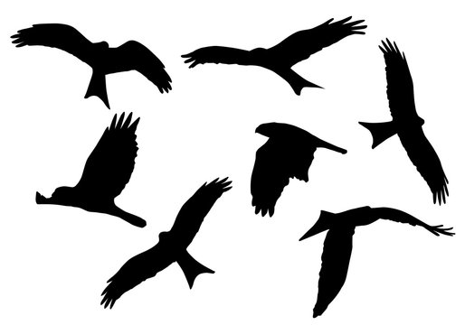 Set of realistic vector illustrations of silhouettes of flying birds of prey isolated