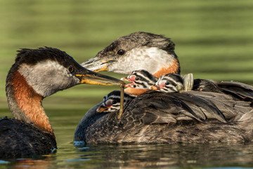 Red-necked Grebe Family Feeds Babies