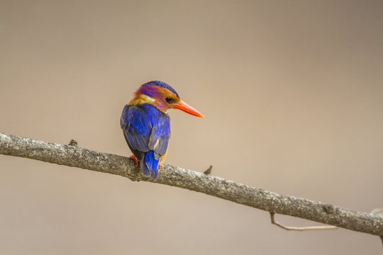 African Pygmy Kingfisher in Kruger National park, South Africa