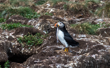 Cute Puffin with Fish