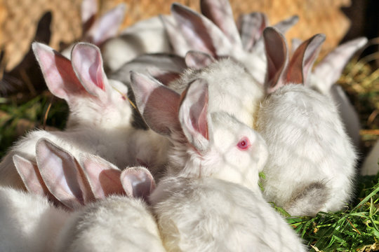 Many White Rabbits Eat Green Juicy Grass In A Cage.