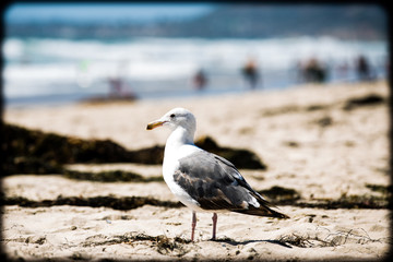 Seagull