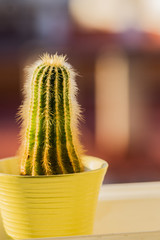 Cactus en la ventana  Composición de plantas con objetos interiores y exteriores 