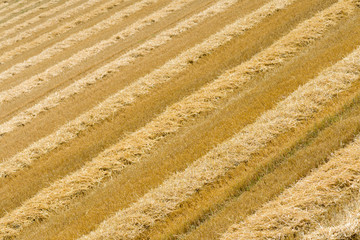 Top view of harvested wheat field with rows of straw.