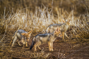 Black-backed jackal in Kruger National park, South Africa