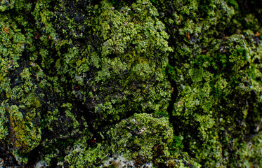 Green background on the forest. Texture.
