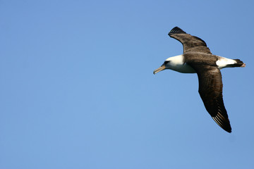 Fototapeta na wymiar Layson Albatross